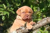 DOGUE DE BORDEAUX 448